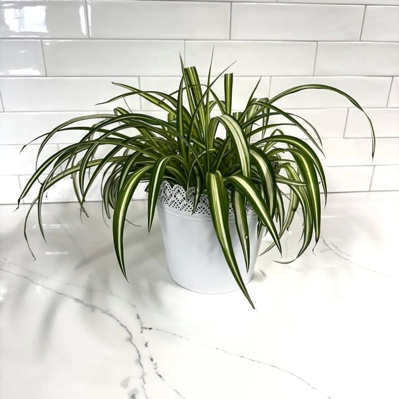 Spider Plant (Chlorophytum Comosum)