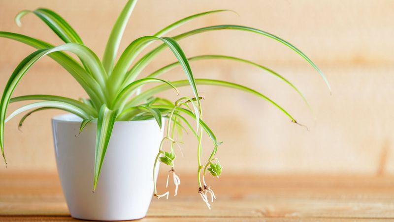 Spider Plant (Chlorophytum Comosum)