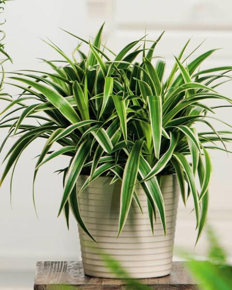 Spider Plant (Chlorophytum Comosum)