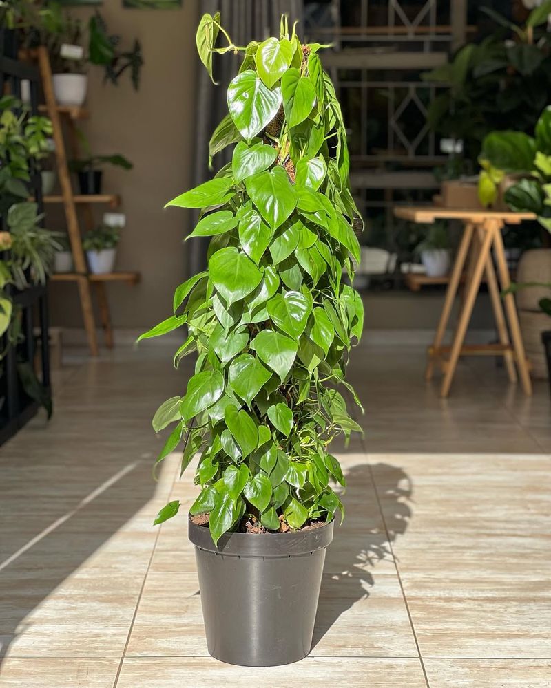 Heartleaf Philodendron (Philodendron Hederaceum)