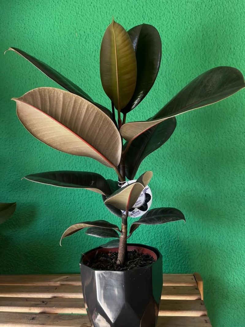Rubber Plant (Ficus Elastica)