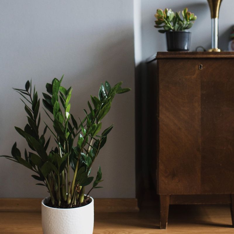ZZ Plant (Zamioculcas zamiifolia)