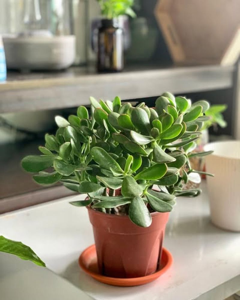 Jade Plant For Stability And Good Fortune