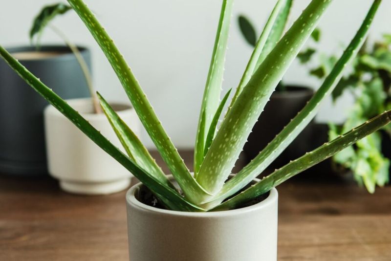Aloe Vera That Can Harm Curious Cats And Dogs