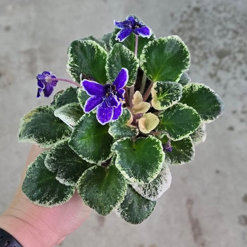 African Violet Leaf Propagation