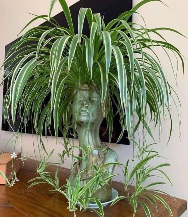 Spider Plant For Bright Rooms And Easy Care