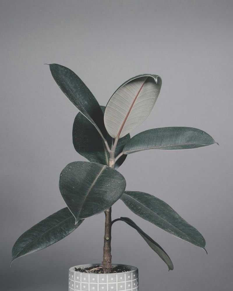 Rubber Plant Attracts Wealth And Removes Negativity
