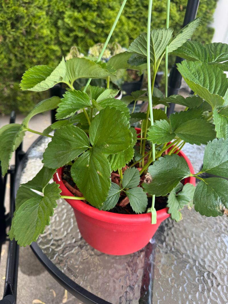 Containers Make Watering More Precise