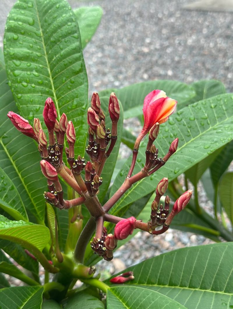 Plumeria (Bright Outdoor Area, Protected From Cold)