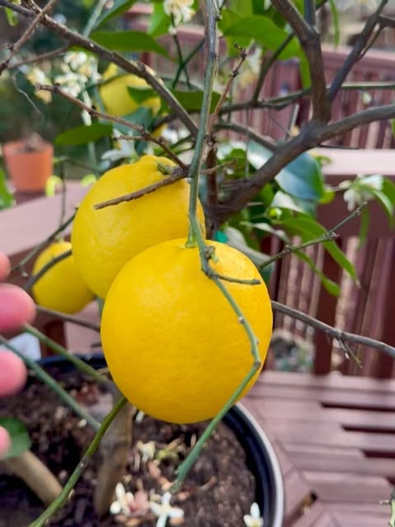 Potted Citrus Trees (Sunny Outdoor Location)