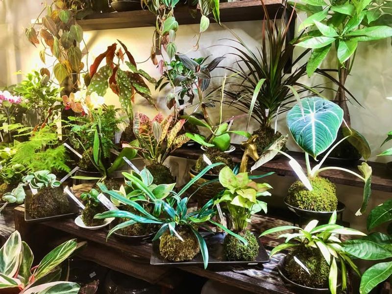 Houseplants Used As Subtle Seasonal Decor Instead Of Ornaments