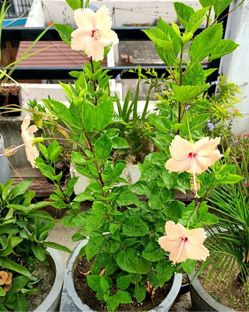 Fuel Hibiscus For Heavy Blooming