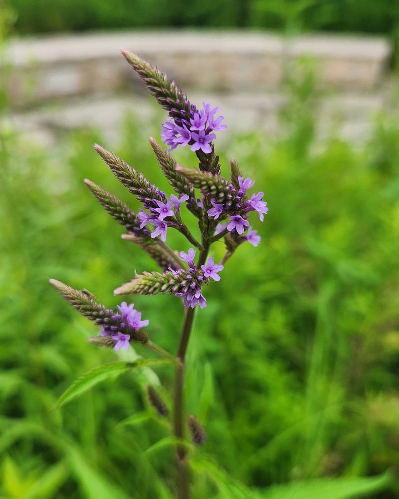 Blue Vervain