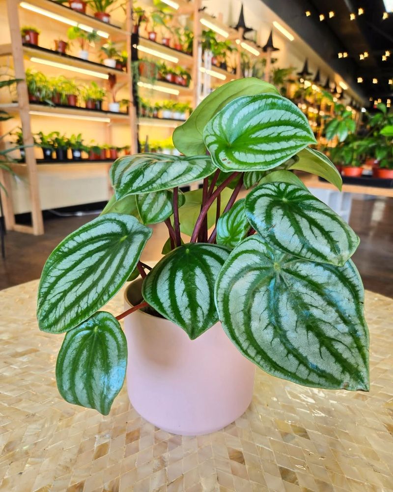 Peperomia