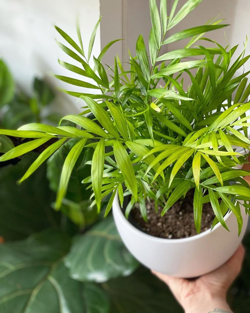 Parlor Palm For A Classic, Pet-Safe Look