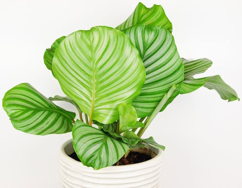 Calathea
