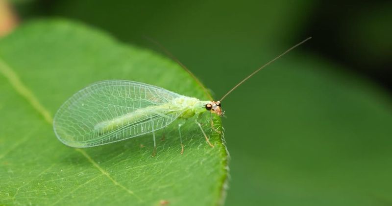 Lacewings