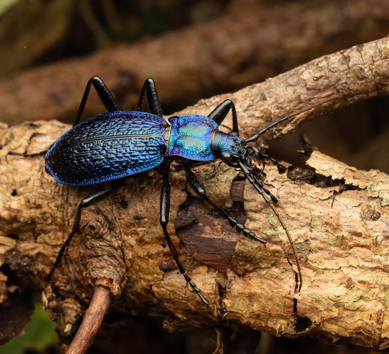 Ground Beetles That Protect Soil And Roots