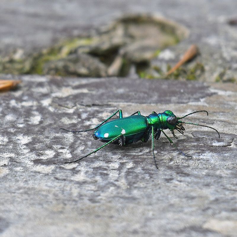 Incredibly Fast Runners Among Insect Species