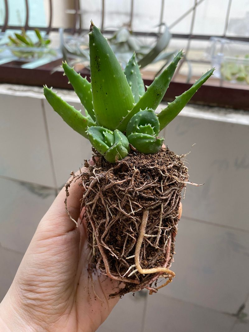 Remove The Aloe Carefully From Its Current Pot