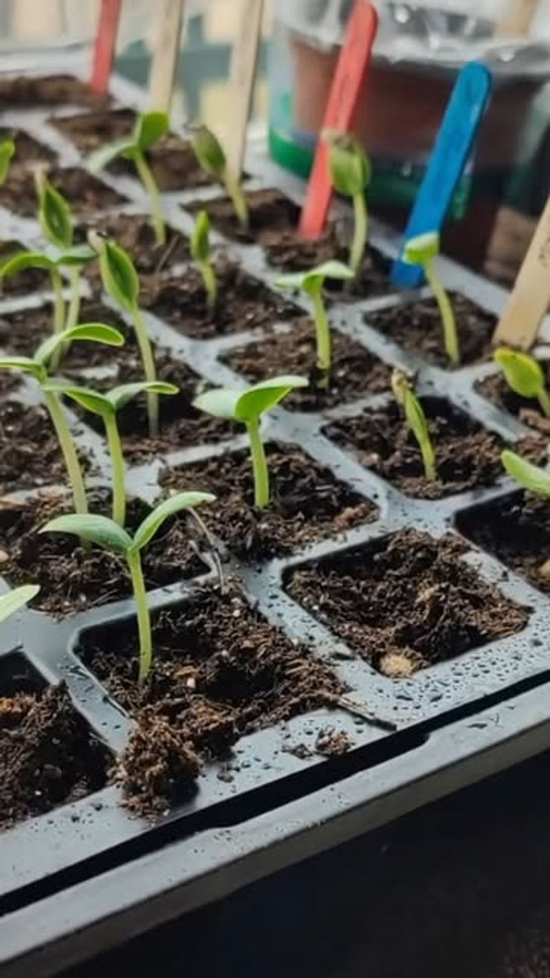 Start Seeds Indoors For Spring Transplanting