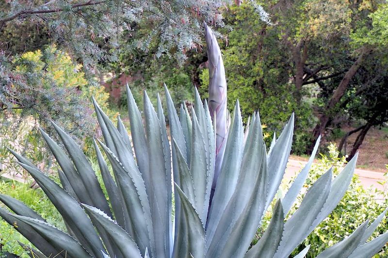 Leave Agaves Alone Once Established