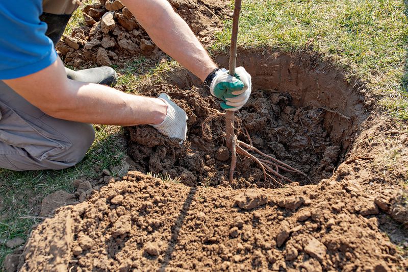 Plant Trees And Shrubs While They're Dormant