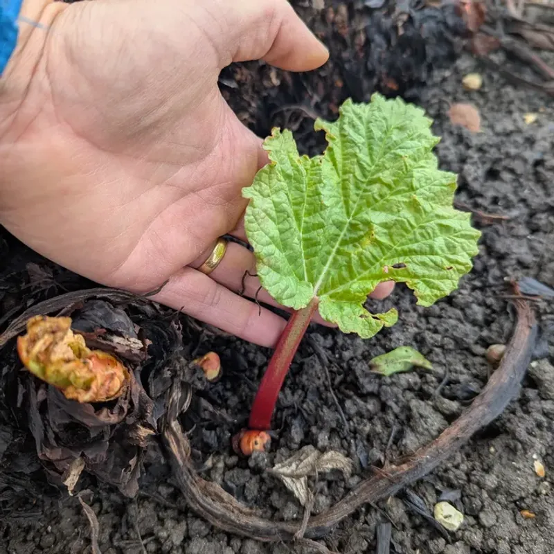 Plant Crowns In Early Spring For Best Results