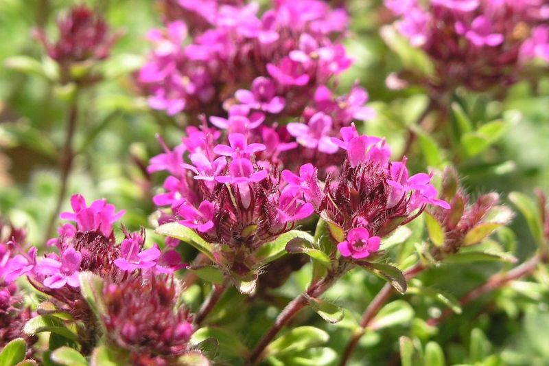 Plant In Spring Or Early Fall For Best Establishment