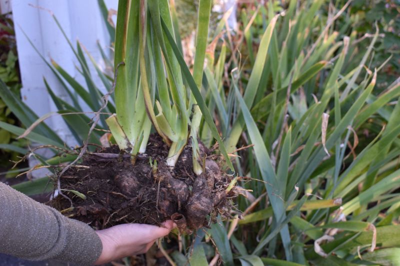 Plant Iris Rhizomes At The Correct Depth And Time