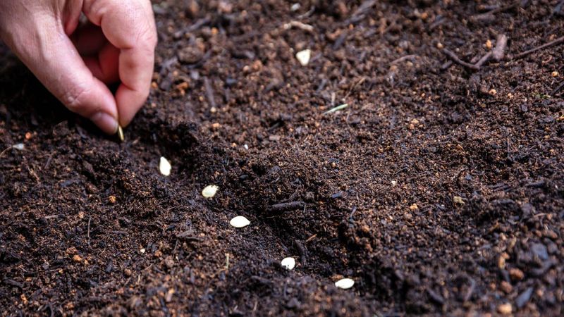 Plant Seeds Or Transplants At The Right Depth