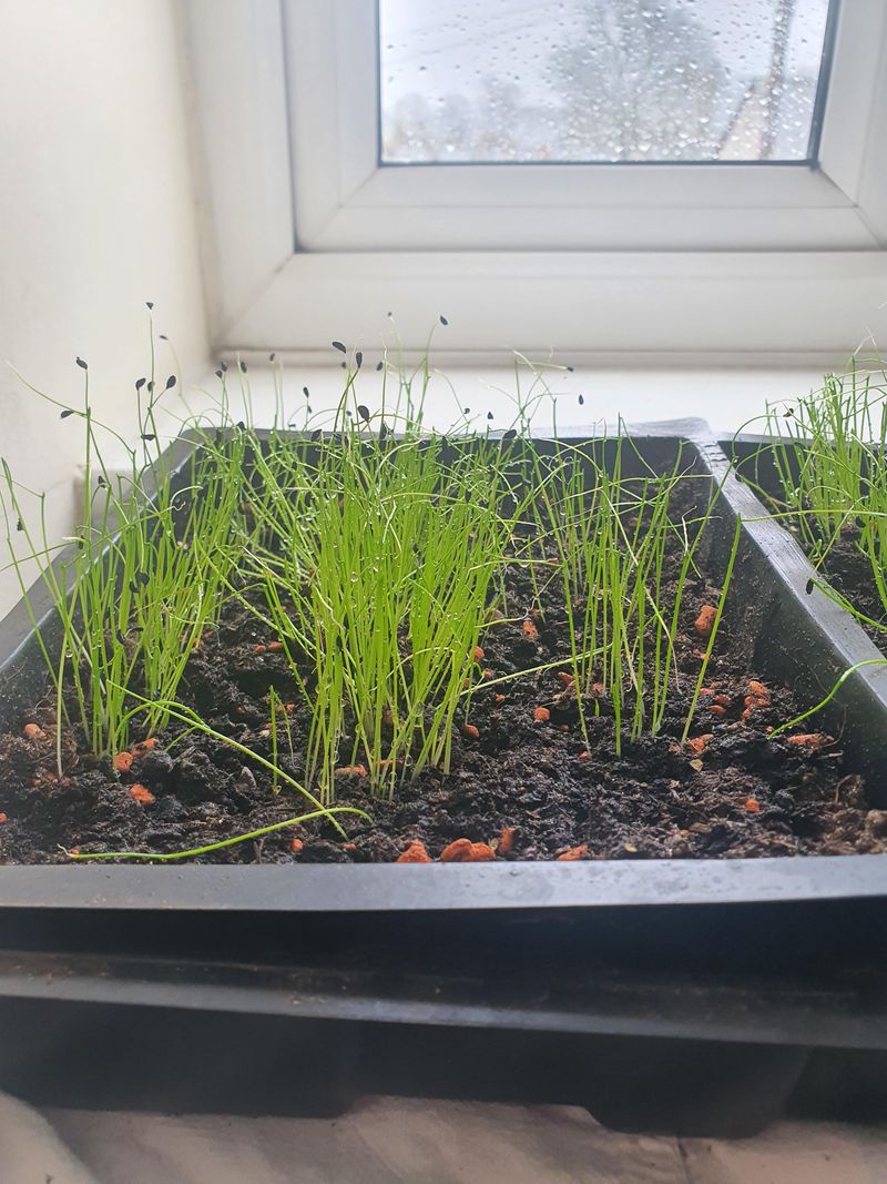 Planting At The Right Time For Cool Conditions