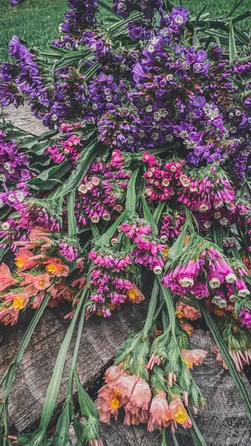 Sun-Assisted Drying For Hardy Flowers