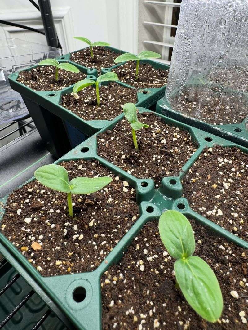 Harden Off Seedlings Before Transplanting