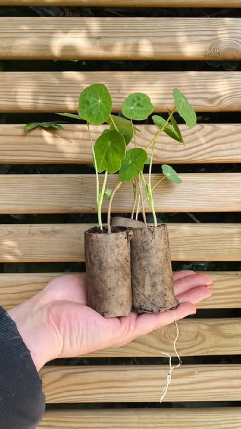 Use Rolls To Start Cool-Season Crops Indoors