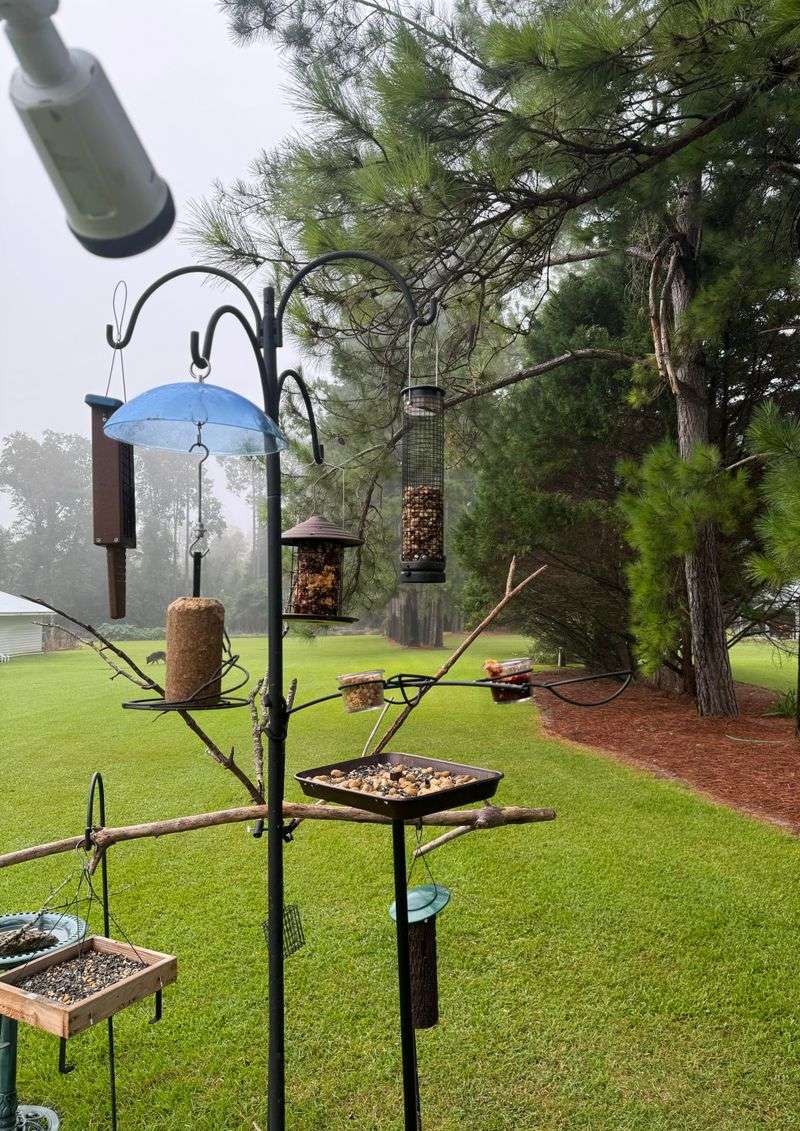 Offer A Variety Of Bird Feeders And Foods