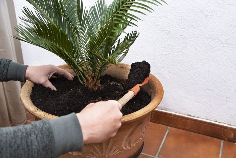 Repotting And Root Care For Long-Term Health