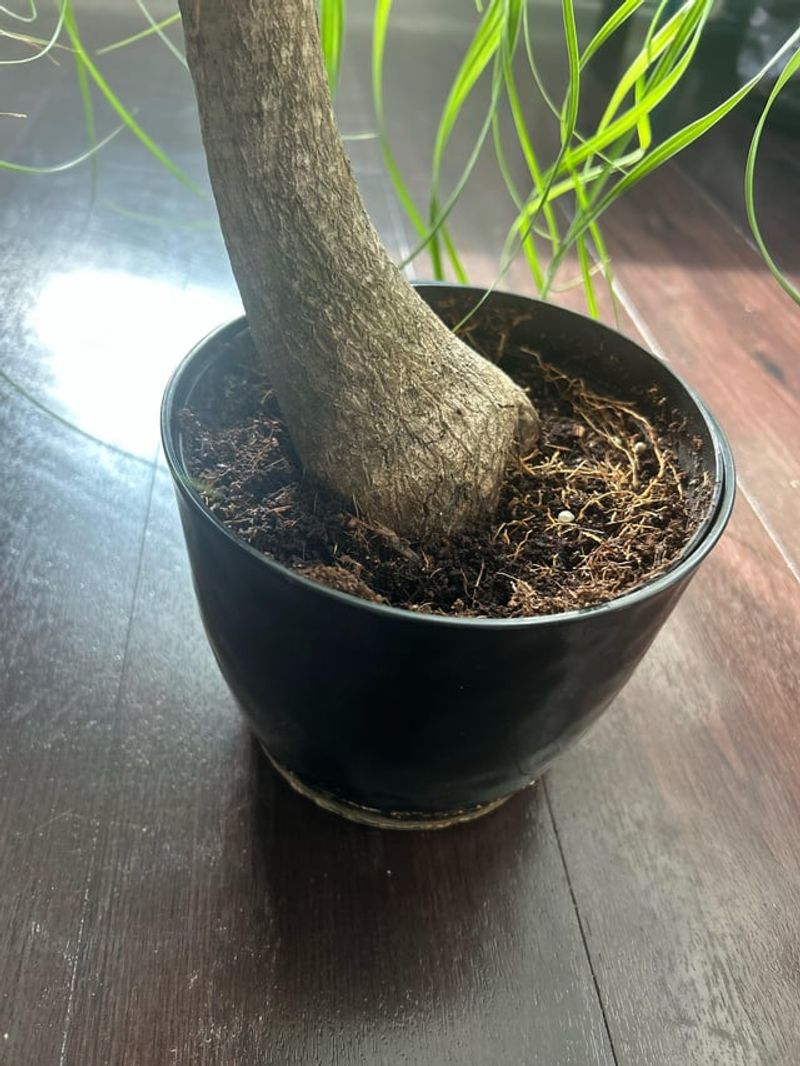 When To Repot Indoor Palms