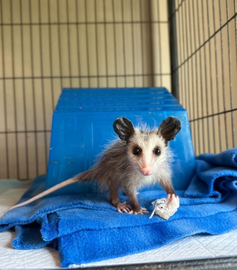 When Possums Actually Need Your Help