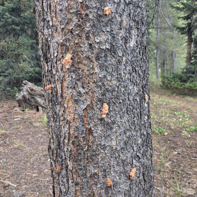 Discourages Boring Insects From Attacking The Trunk