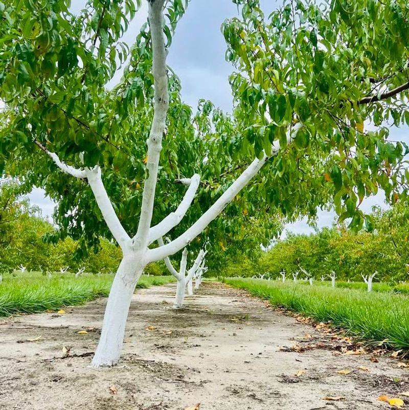 Protects Young Trees With Thin, Vulnerable Bark