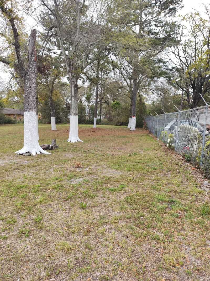 Discourages Trunk Borers And Bark-Chewing Insects