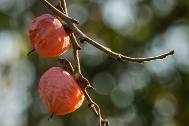 Persimmon