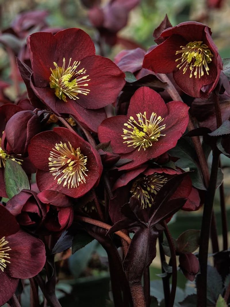 Hellebore