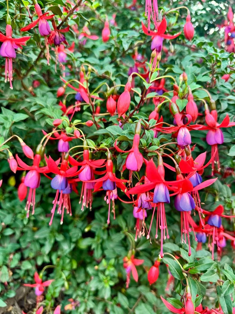 Hardy Fuchsia (Fuchsia magellanica)