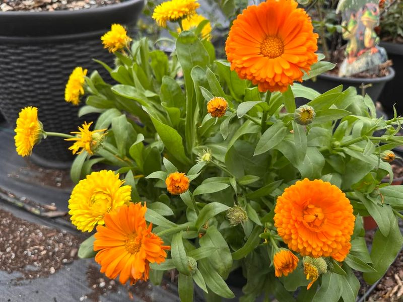 Calendula