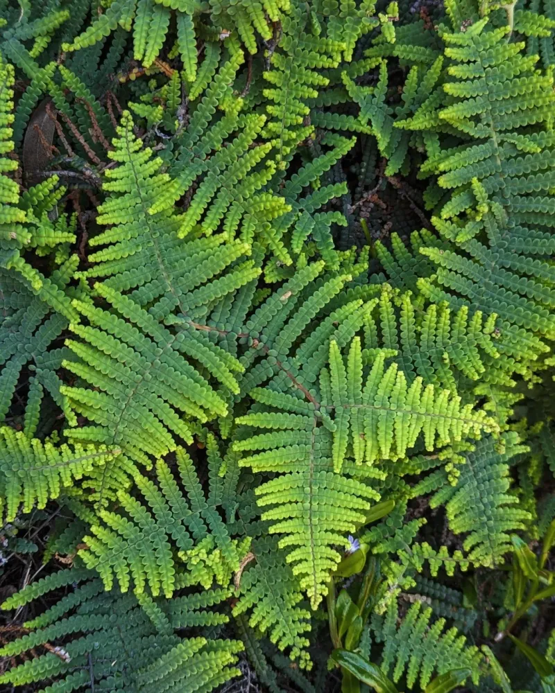 Ferns