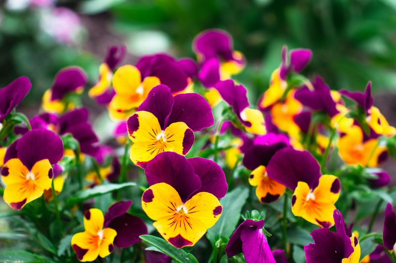 Violas