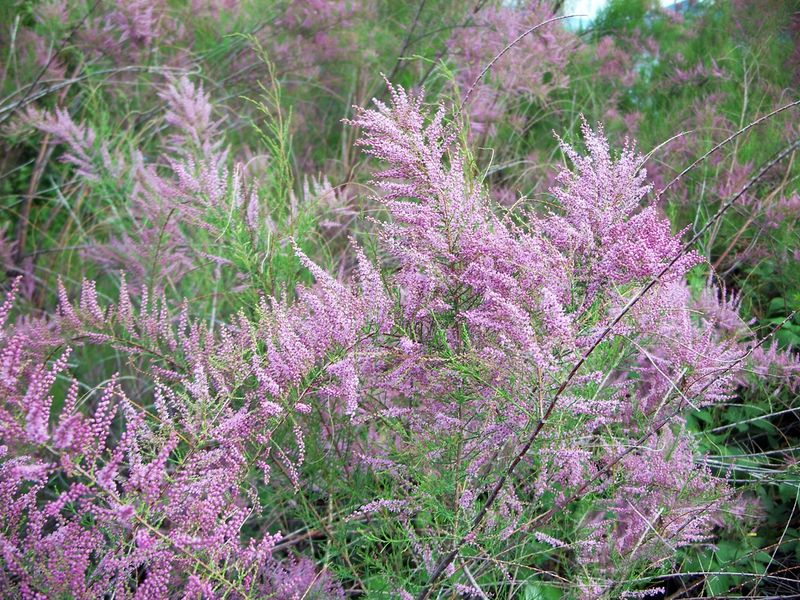 Saltcedar / Tamarisk (Tamarix Species)
