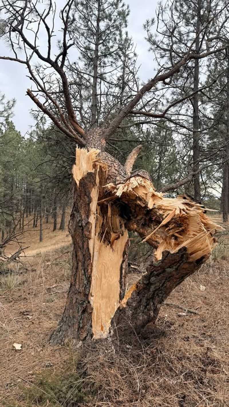 You Own The Fallen Part Once It's On Your Land